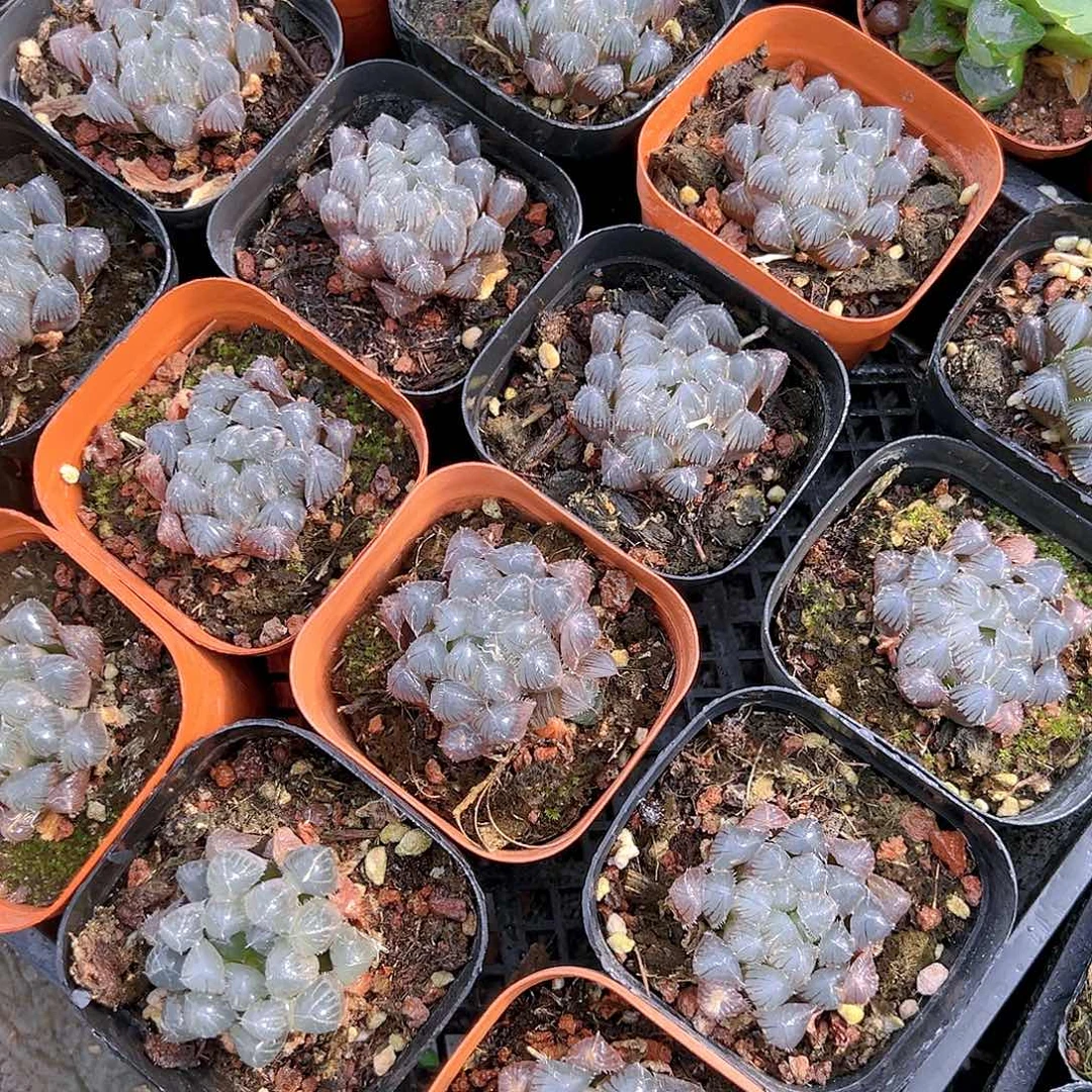 赤线玉露多肉多肉一颗