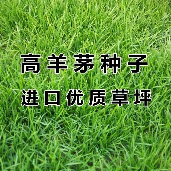 草坪鱼缸高羊茅优质植物耐践踏摆件修剪绿化护坡绿色甜象草绿植