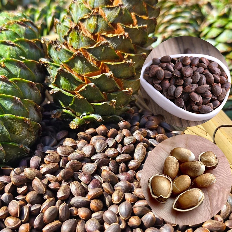 甘肃松子新货新鲜原味干松籽坚果零食批发松果可做种子华山松子