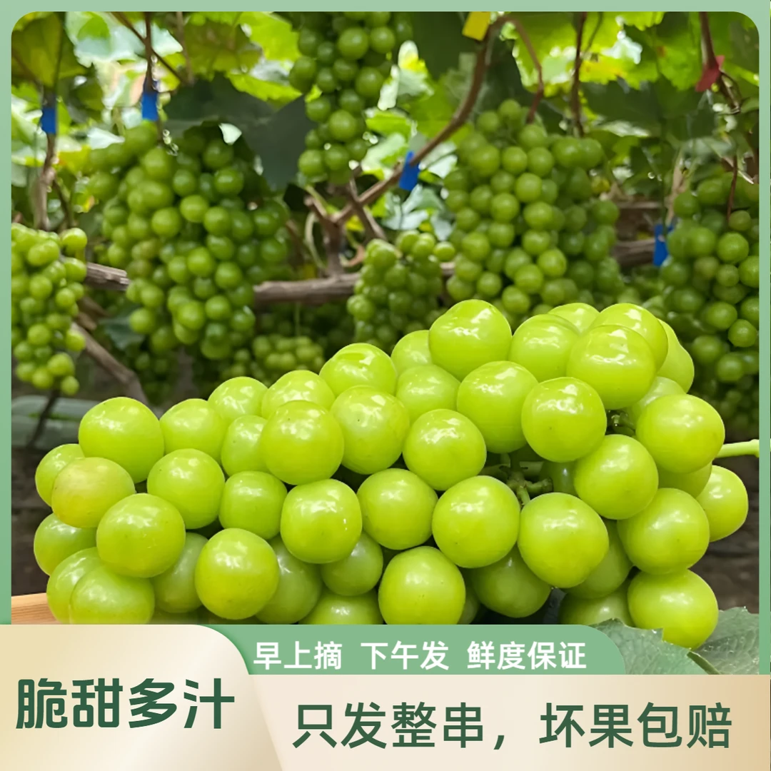 阳光玫瑰葡萄云南现摘青提脆甜饱满应季新鲜水果