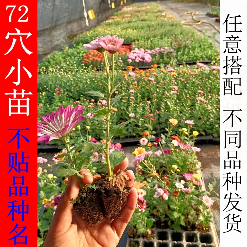 72穴小苗 小菊苗 千头菊花园切花菊九月菊多头小菊菊花秋菊苗