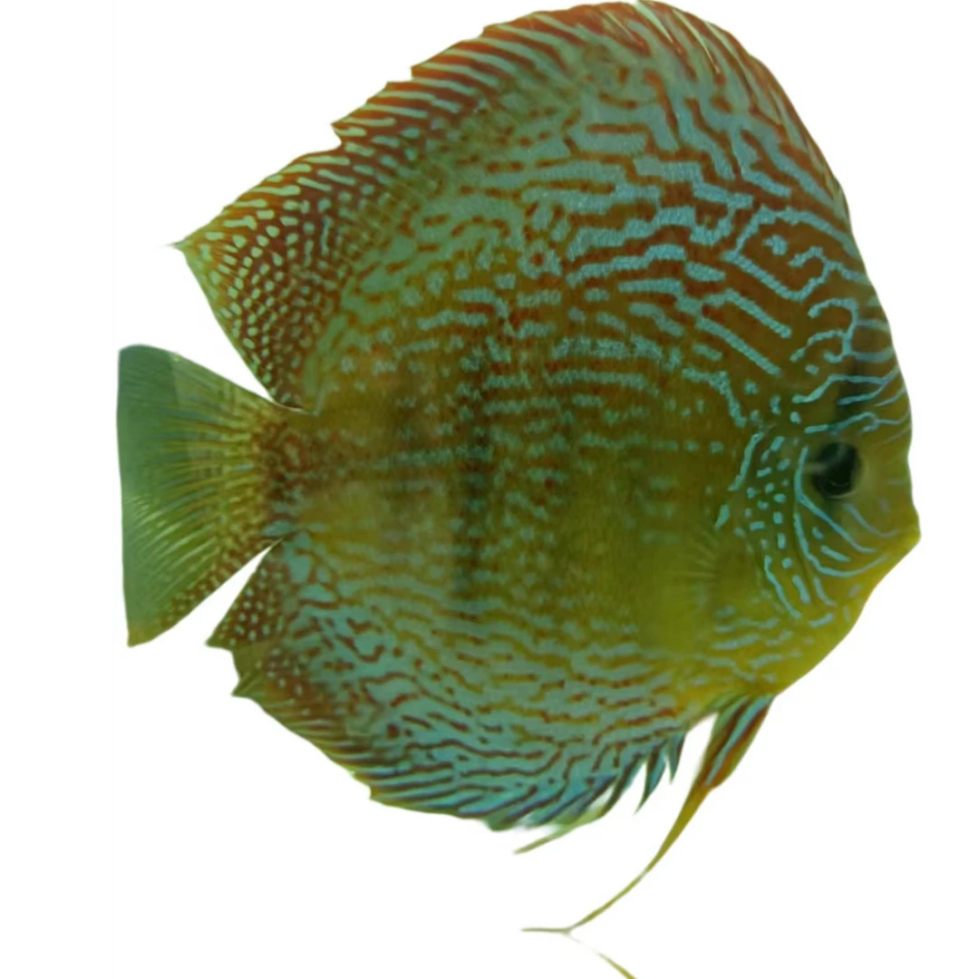 德国眼镜佬-七彩神仙鱼