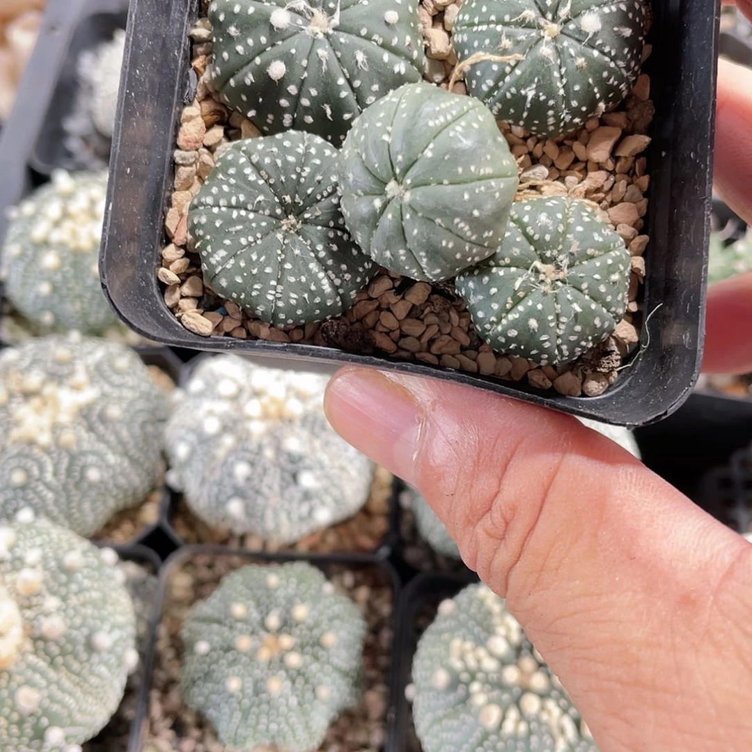 兜一盆五个！！！！仙人球