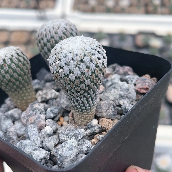 半**糖精巧殿仙人球仙人掌