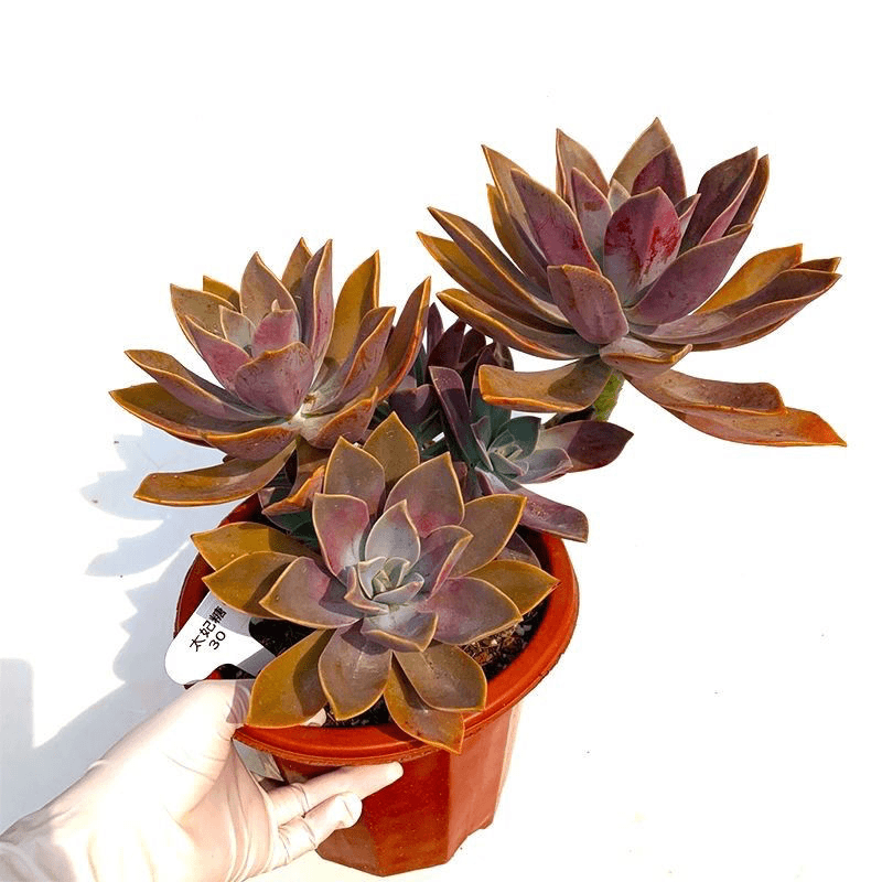 太妃糖16.88肉嘟嘟多肉