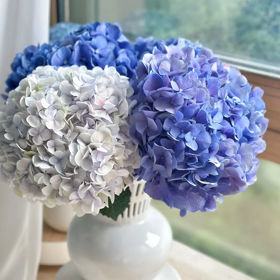 【一品花集】随机绣球8支