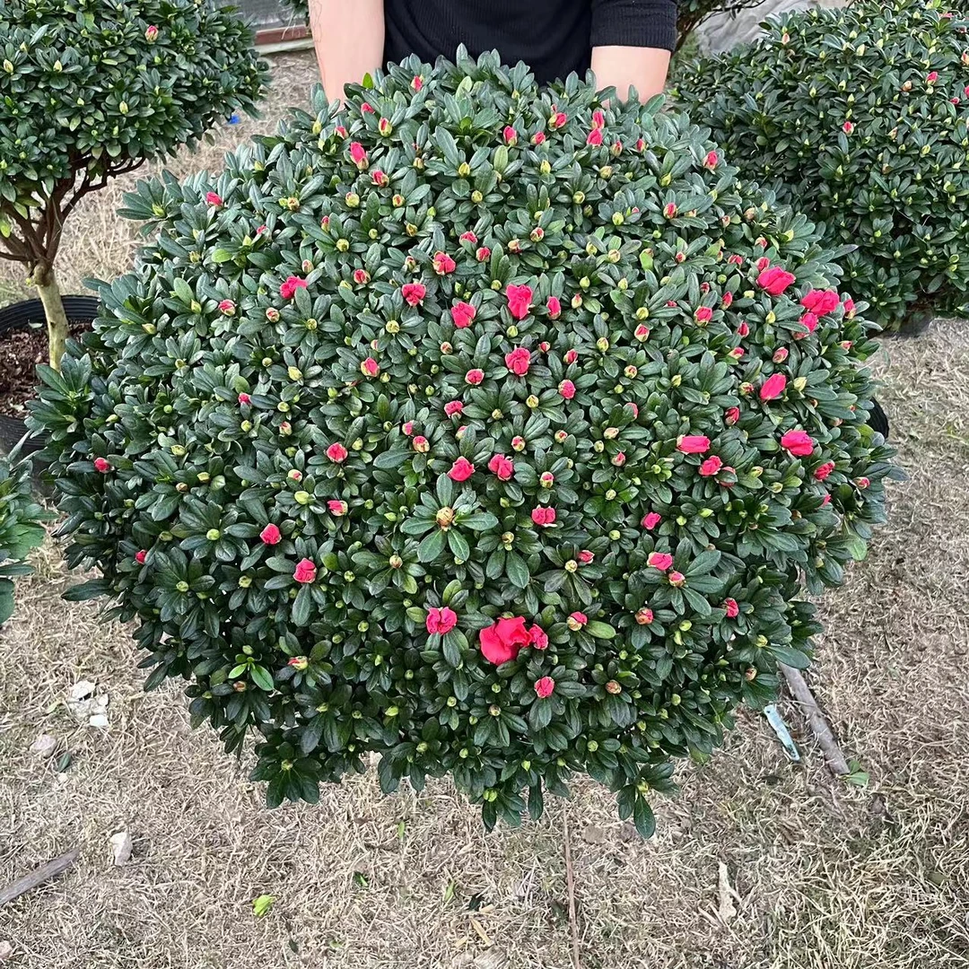 【精品大冠幅】杨梅红杜鹃花 四季开花室内外好养易活植物红色