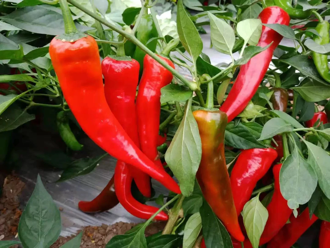 【本地辣椒】产地秭归高山农村自然晒干本地土辣椒