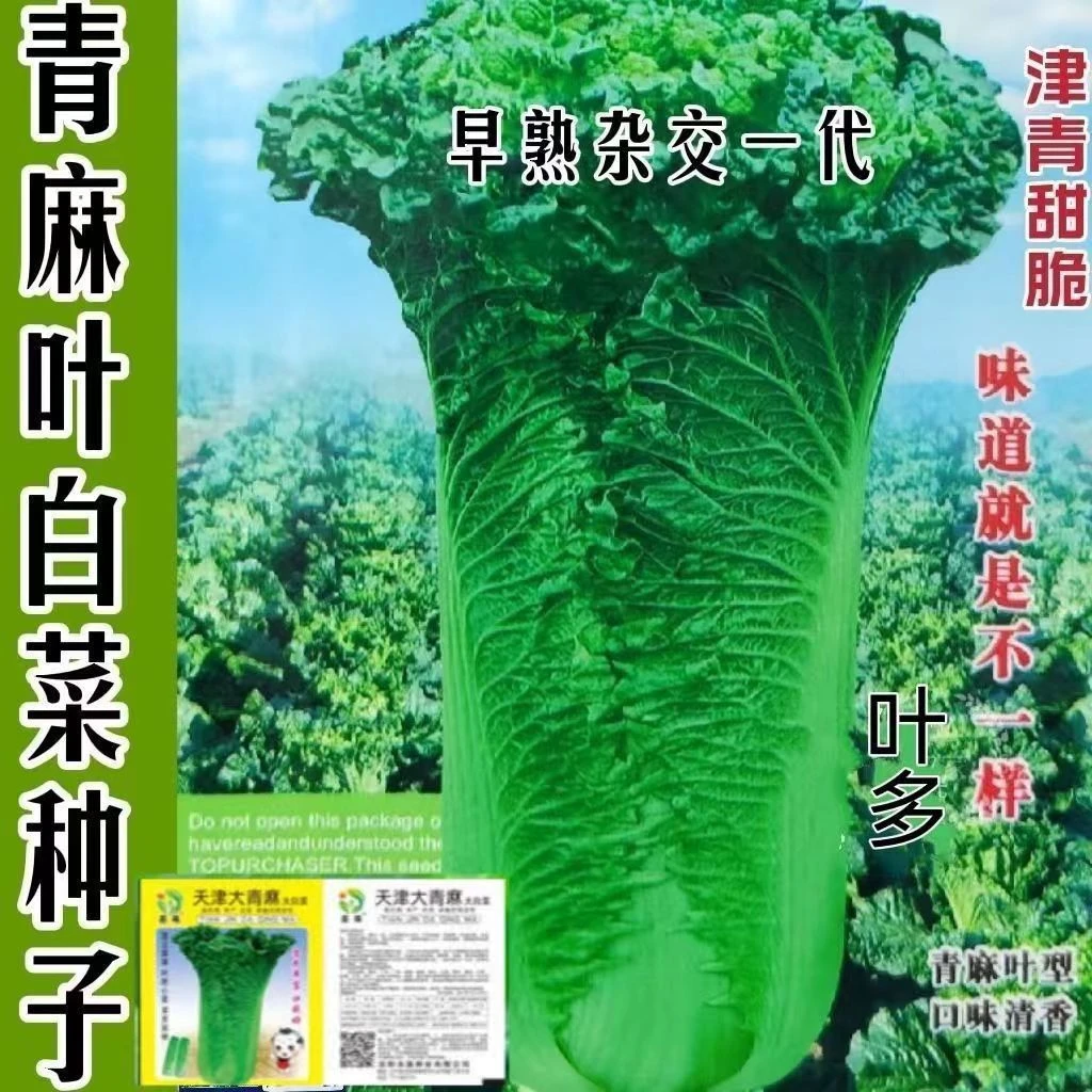 天津大青麻叶直筒形白菜种子秋季绿大青麻叶大白菜四季播蔬菜种籽