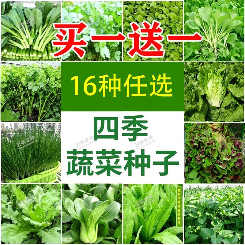 16种四季蔬菜种子大全生菜芹菜香菜香葱青菜阳台盆栽庭院种籽批发