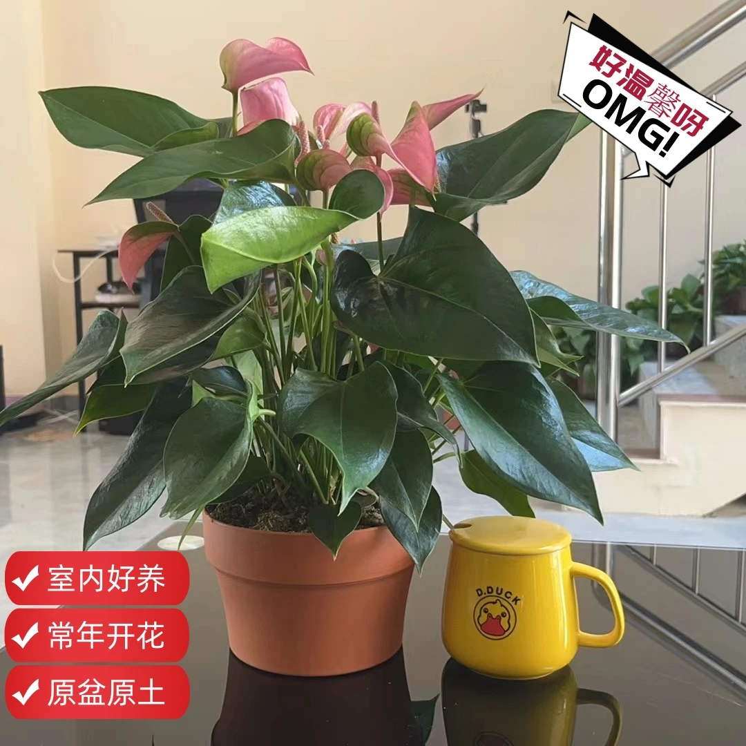 桃色朱莉-四棵苗鸿运当头四季开花原盆原土发货