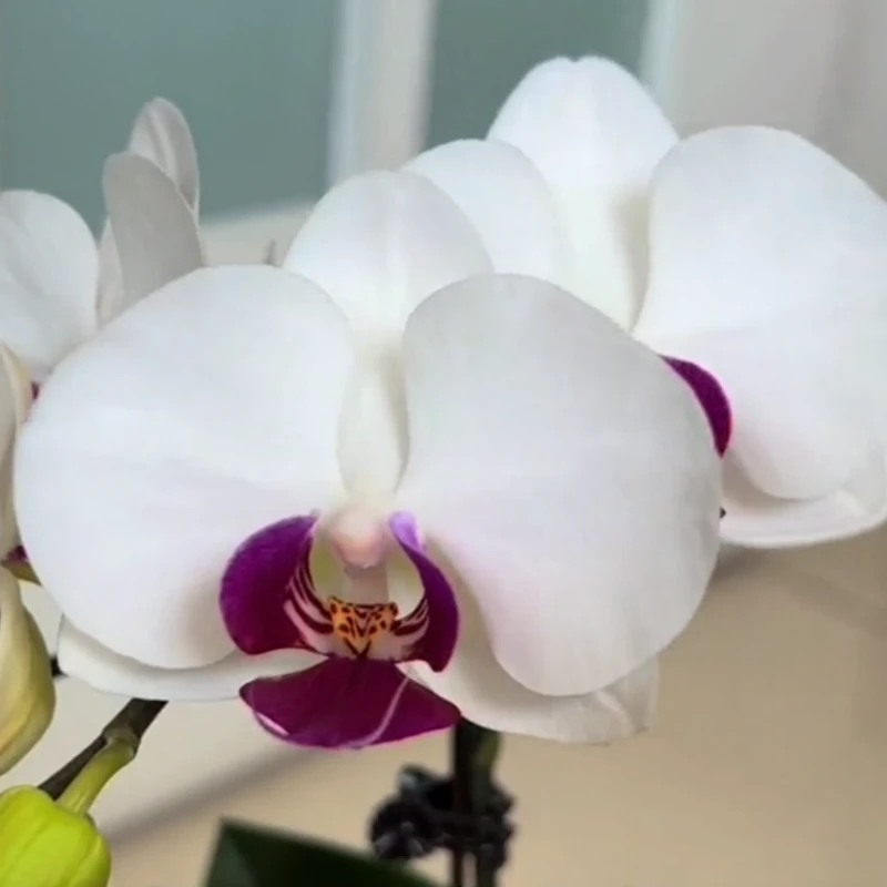 【雪玉】雪域蝴蝶兰白色花     叶面容易开裂