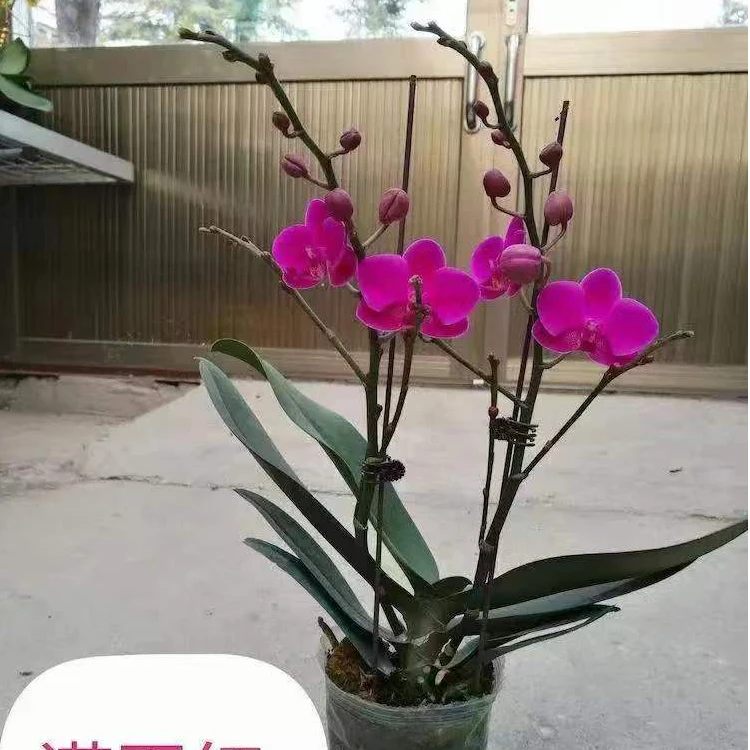 【满天红】蝴蝶兰花期长事业长虹财源滚滚     叶面容易开裂