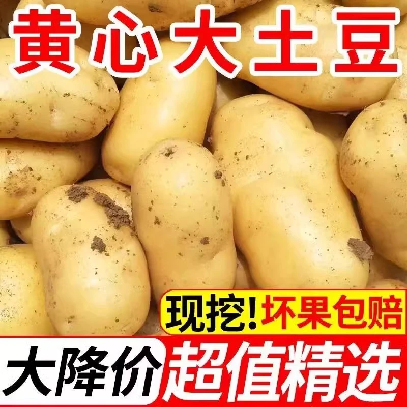 【出口品质】黄皮黄心大土豆软糯香甜马铃薯现挖现发洋芋