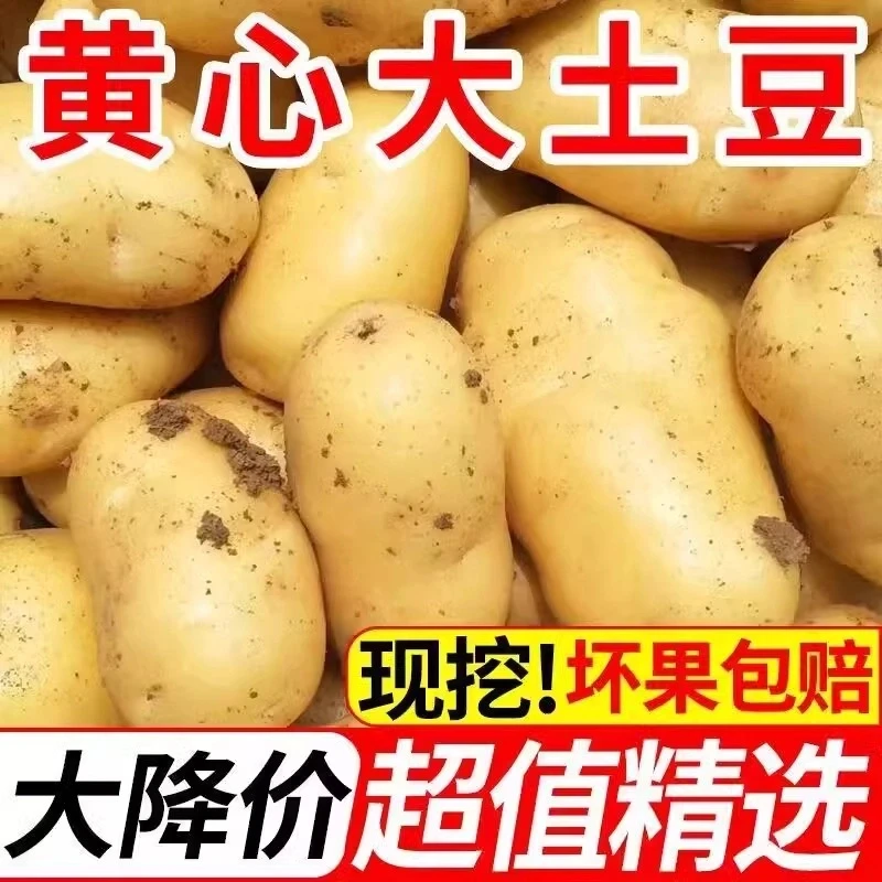 【2024现挖优选】新鲜黄皮黄心软糯香甜大土豆粉面洋芋马铃薯