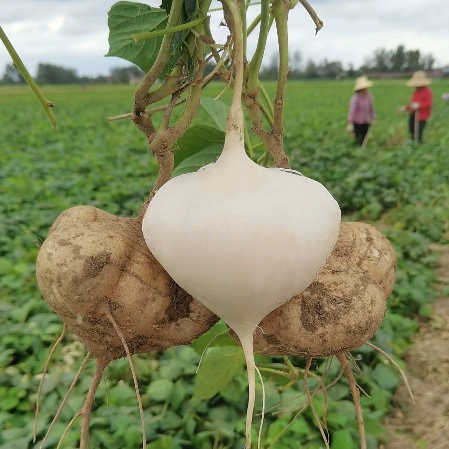 贵州新鲜现挖直发白地瓜萝卜大果农家特产清甜水果沙葛土番薯地梨