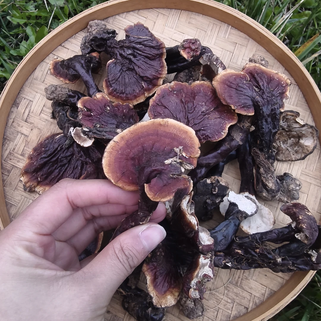 【西藏滋补山货】波密纯野生白心白肉灵芝