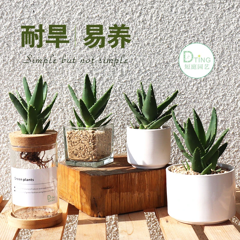 四季芦荟盆栽室内多肉植物花卉办公桌好养绿植送盆送土节日礼物