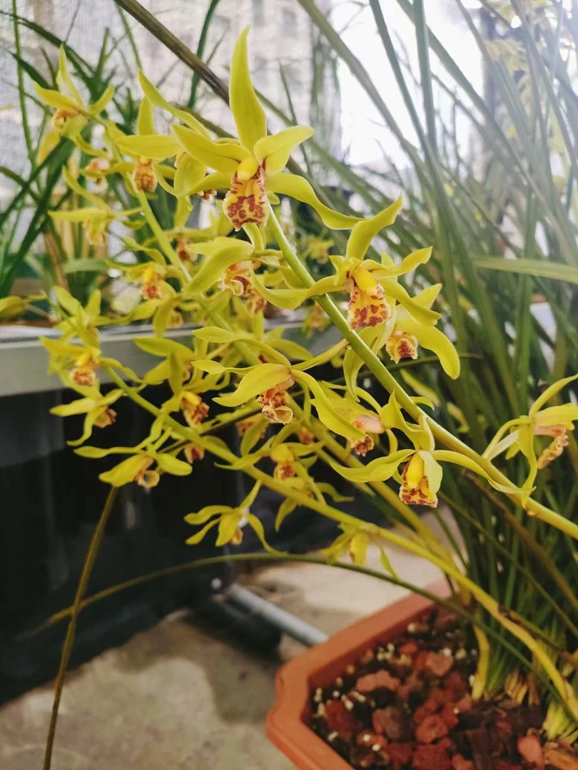 随州兰花蕙兰九头兰浓香型春兰淡香花草花卉植物（偏远地区不包邮）