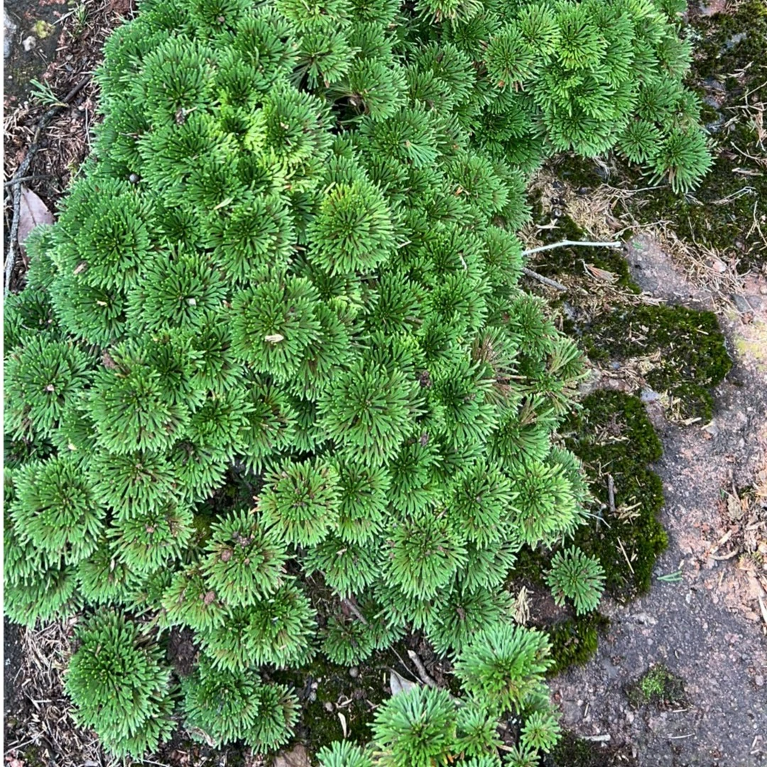 卷柏（九死还魂草），一物一拍