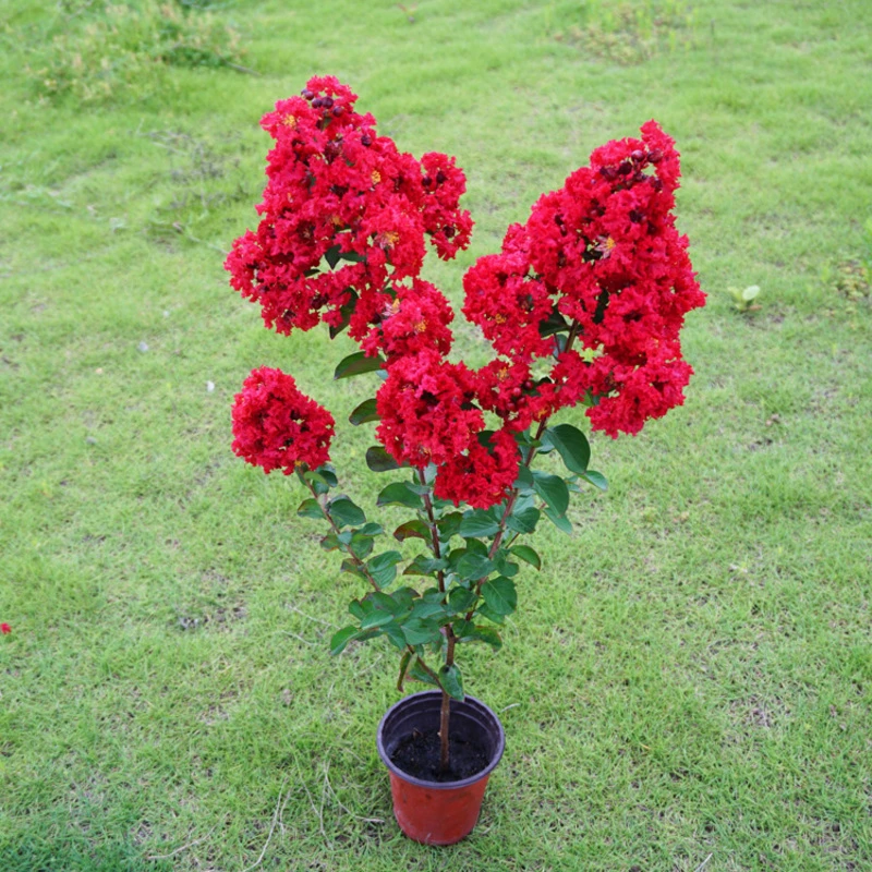 美国紫薇花树苗红火箭盆栽地栽庭院绿化植物南方北方种植四季观赏