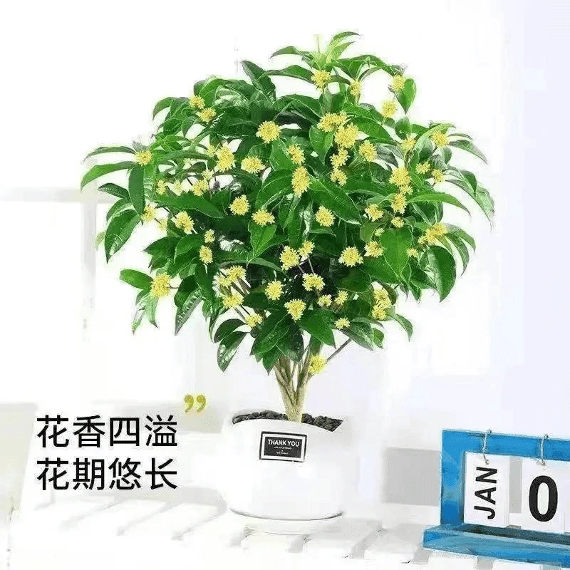 四季桂花浓香型盆栽好养树苗金桂耐寒室内外庭院地栽阳台花卉绿植