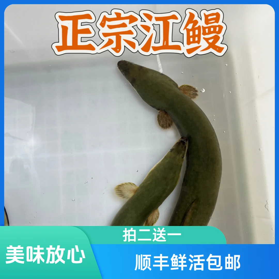 拍二送一（直播间专属）潮汕韩江支流本地新鲜鳗鱼顺丰鲜活包邮