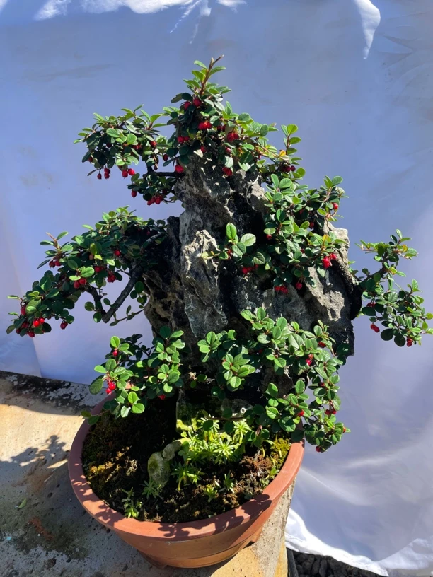 附石荀子盆栽造型矮覇小叶白花大果荀子盆景树苗