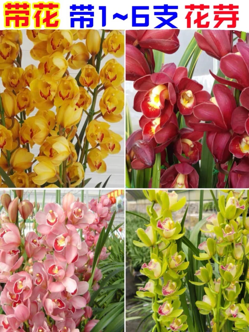 云南年宵花大花蕙兰香兰虎头兰兰花苗基地原盆带花苞花剑花芽发货