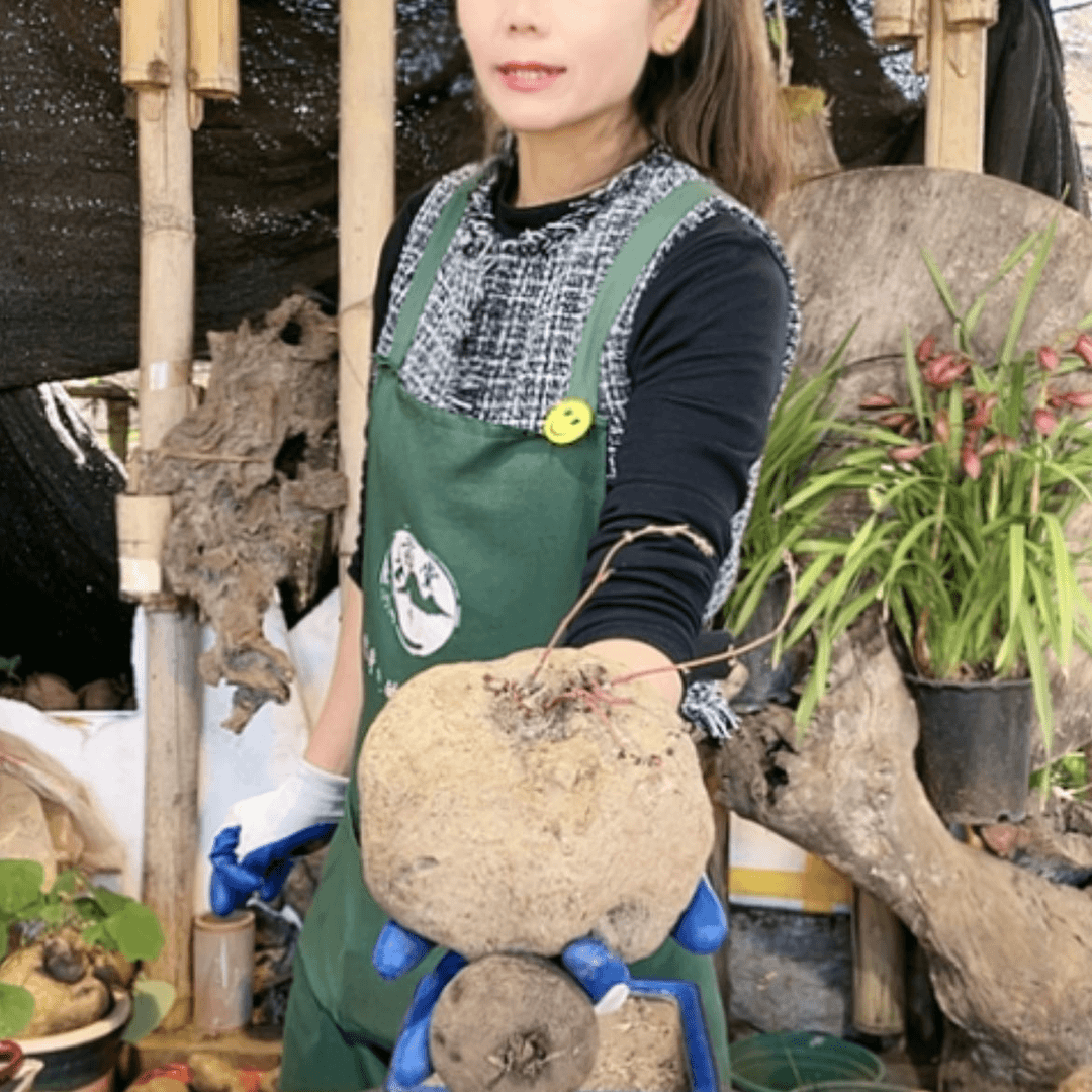 【闪购商品】山乌龟好种好养