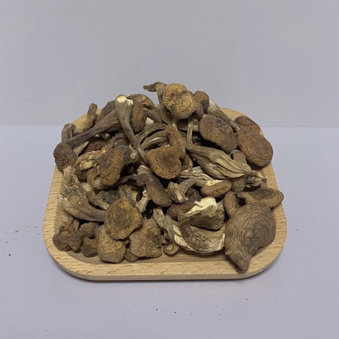 东北大山里野生榛蘑秋蘑菇丁