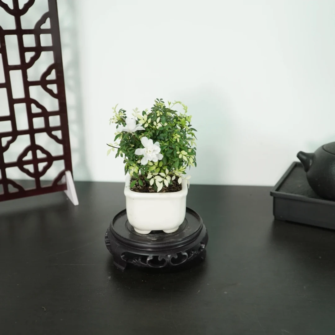 姬月季姬乙女玫瑰多重瓣迷你微盆景室内阳台桌面四季花卉花开