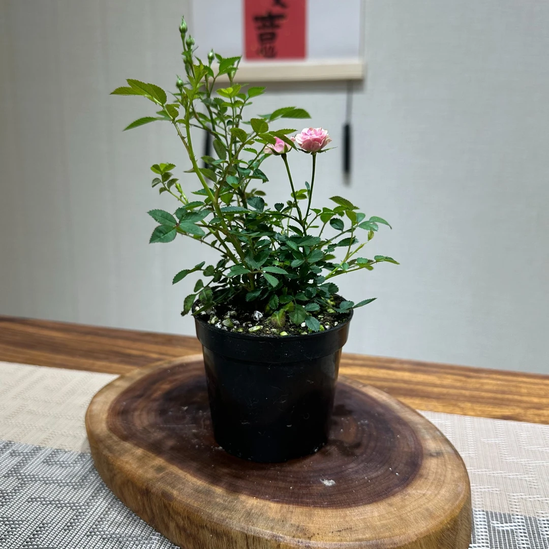 姬月季蔷薇须惠姬勤花带花苞盆栽绿植四季开花办公桌阳台书房