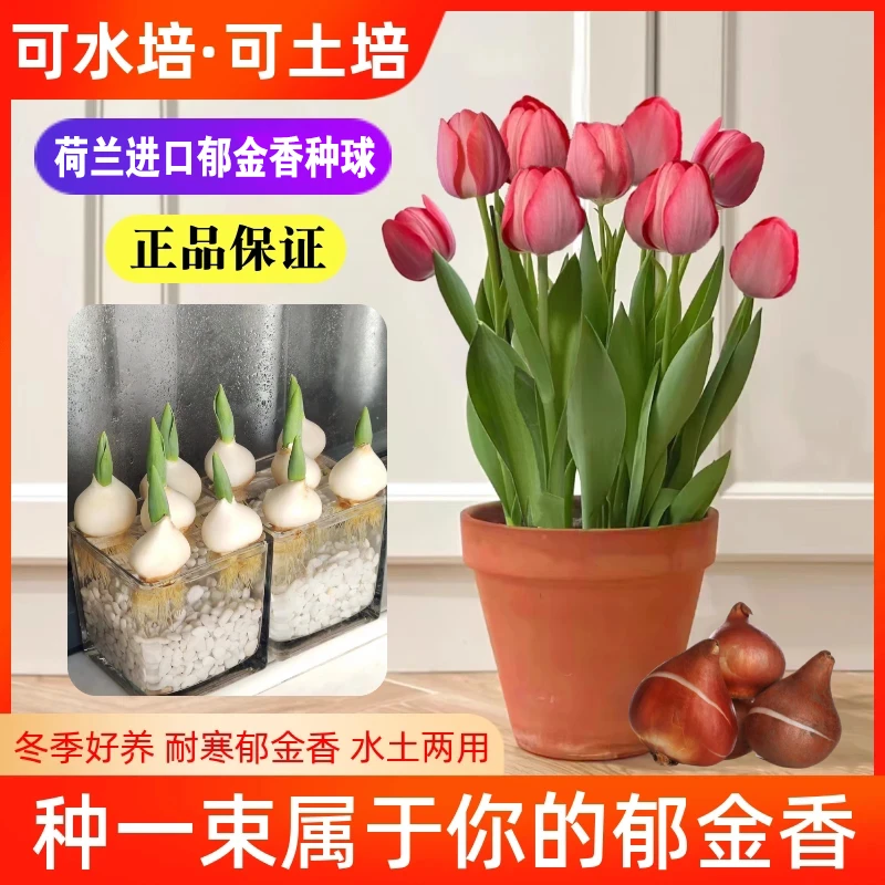 郁金香种球水培套装荷兰进口优质种球开花快土培阳台盆栽花卉-D