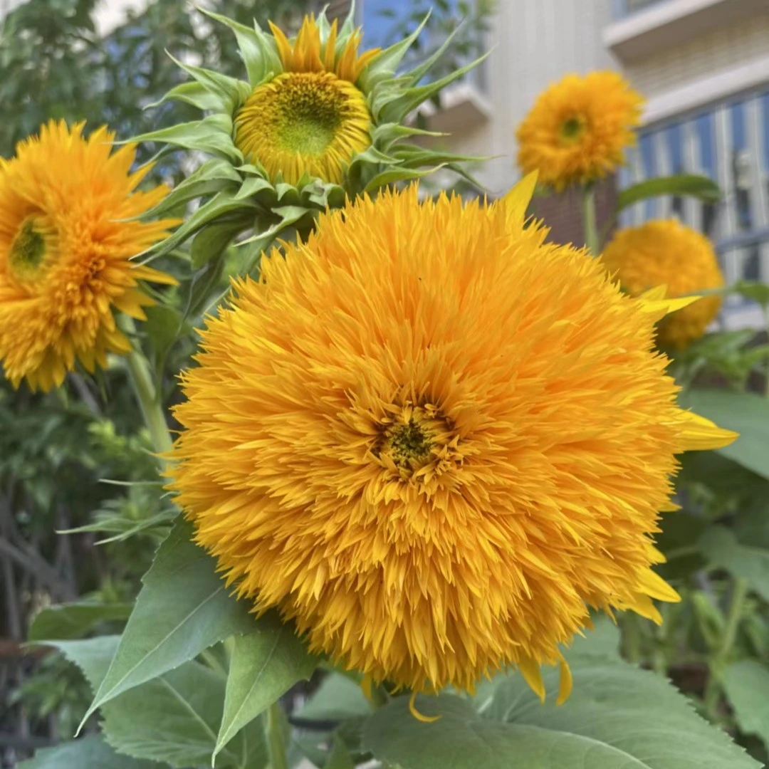 观赏型向日葵四季花卉庭院阳台花园景观矮杆油葵