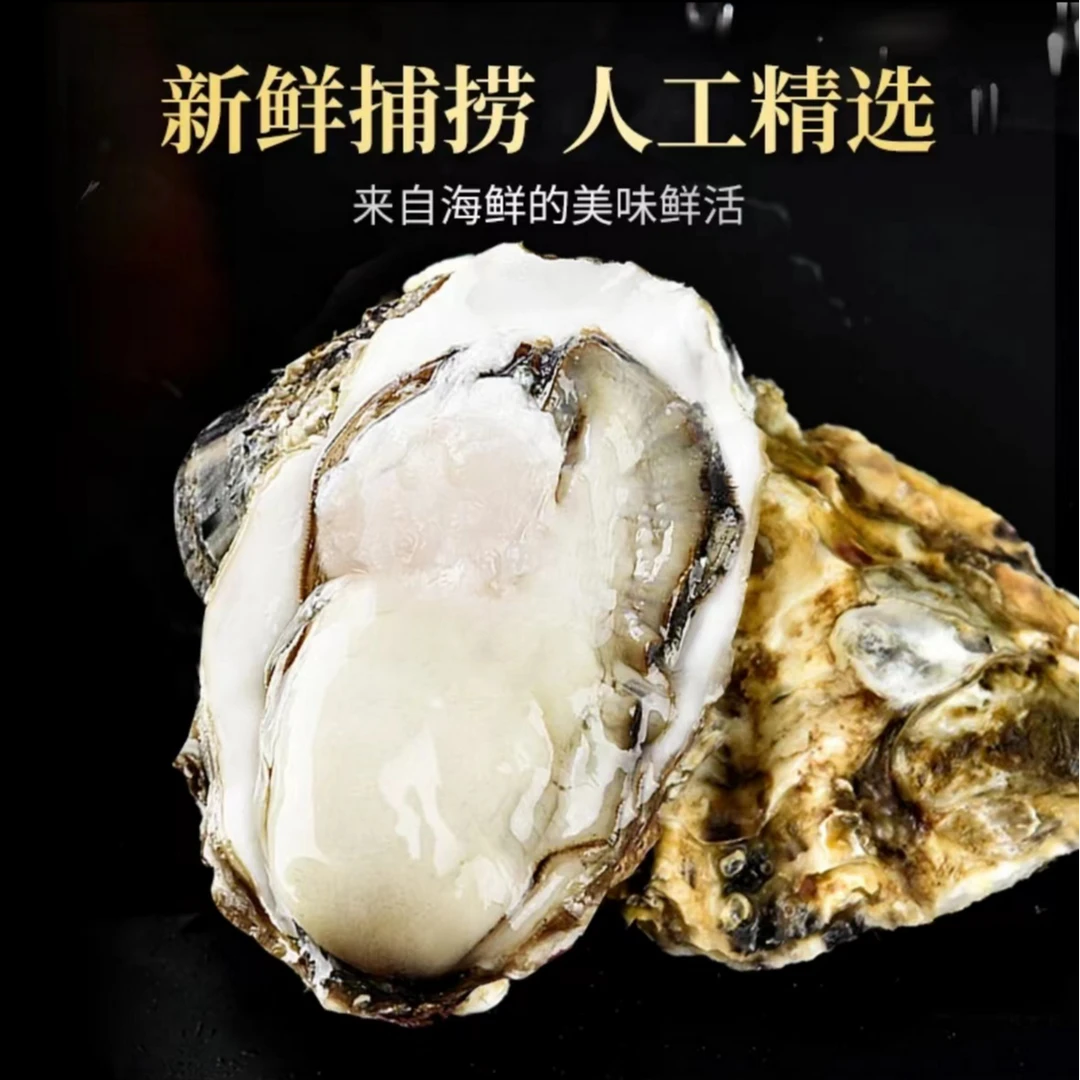 3只左右/斤生蚝 冷链包邮 原产地直发正宗鲜活生蚝 到手5斤