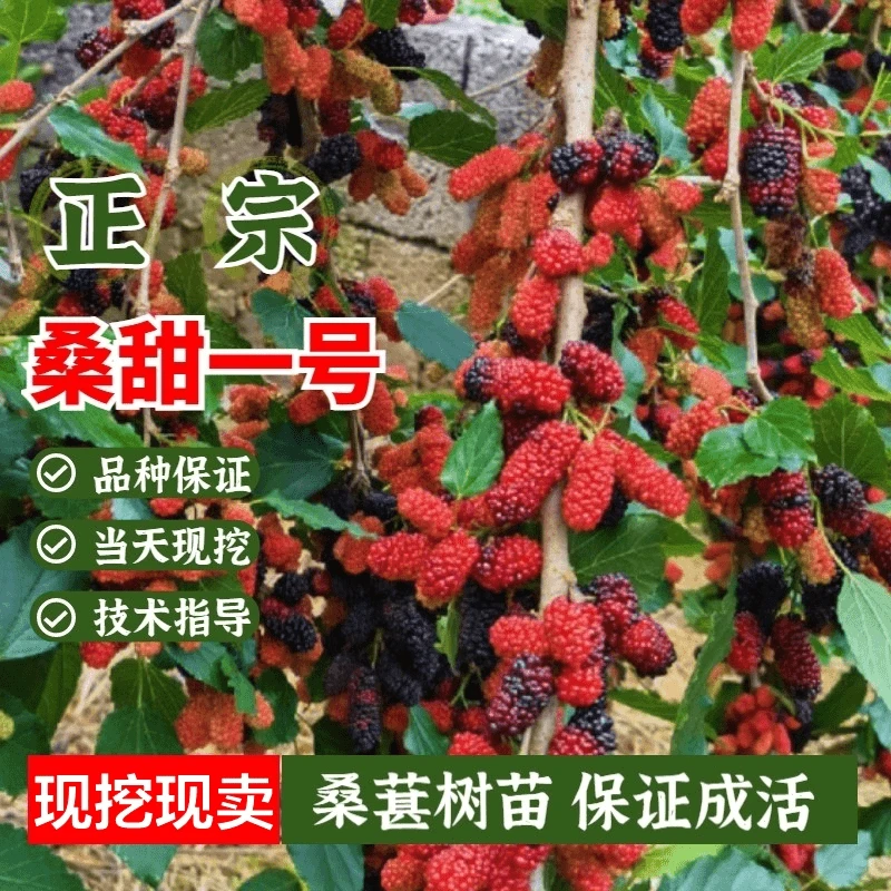 纯甜桑葚树苗桑甜一号果桑苗红桑果活苗南方北方耐寒果树苗