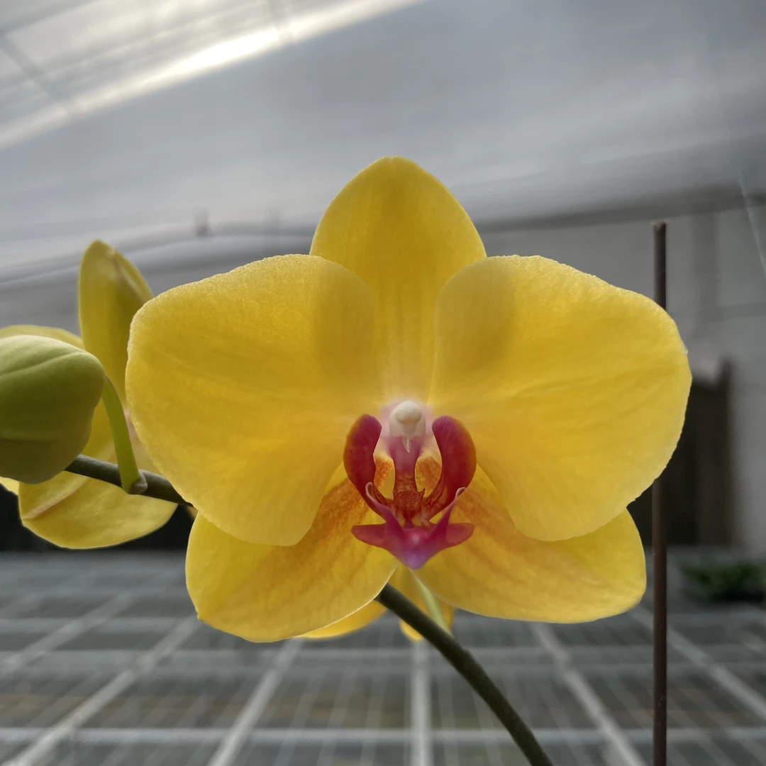 【秀新甄选】蝴蝶兰【越南王子】3.0寸短花絮带花带花苞 福利款无售后