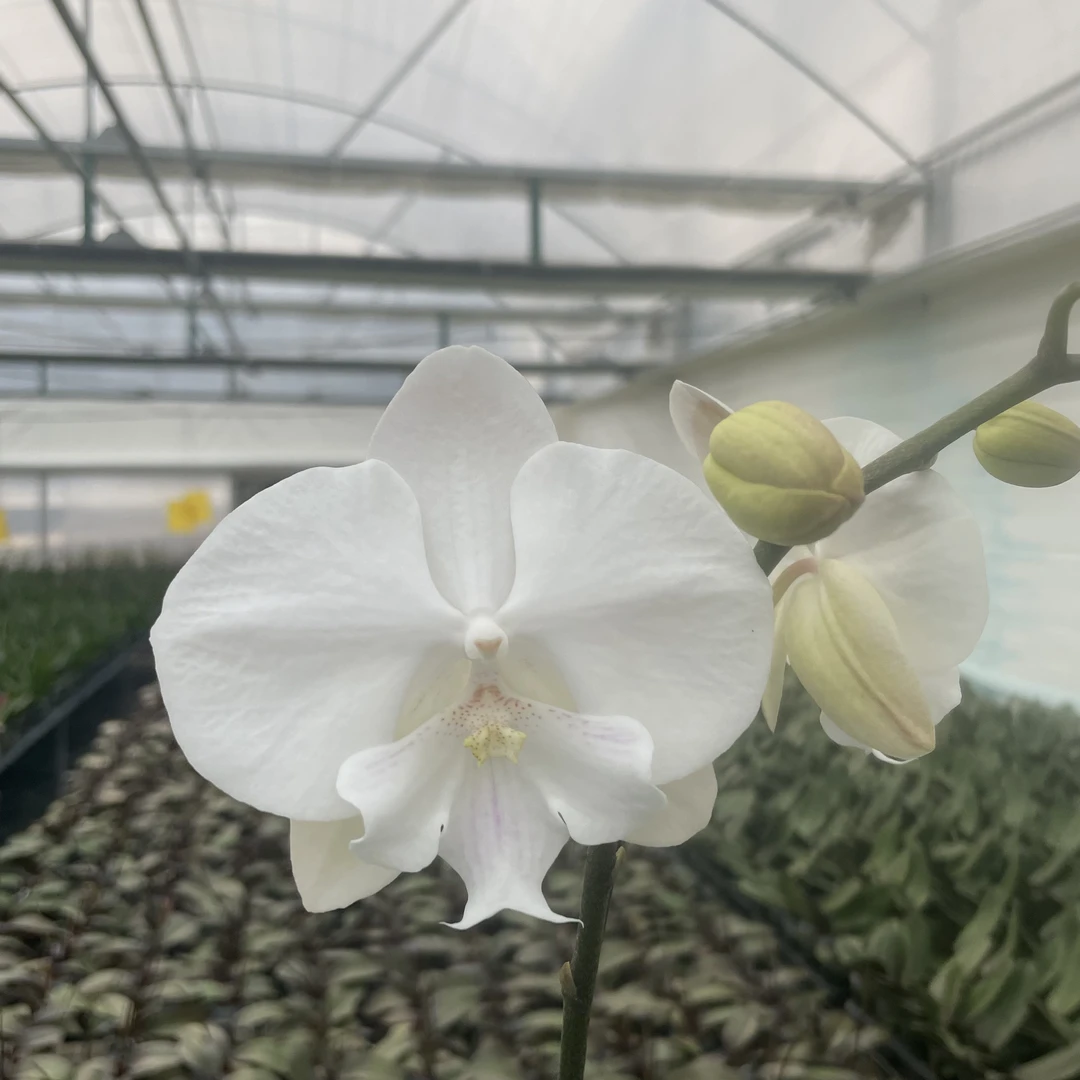 【秀新甄选】蝴蝶兰【曼塔明多洛】3.5寸带花带花苞发货 高档花卉