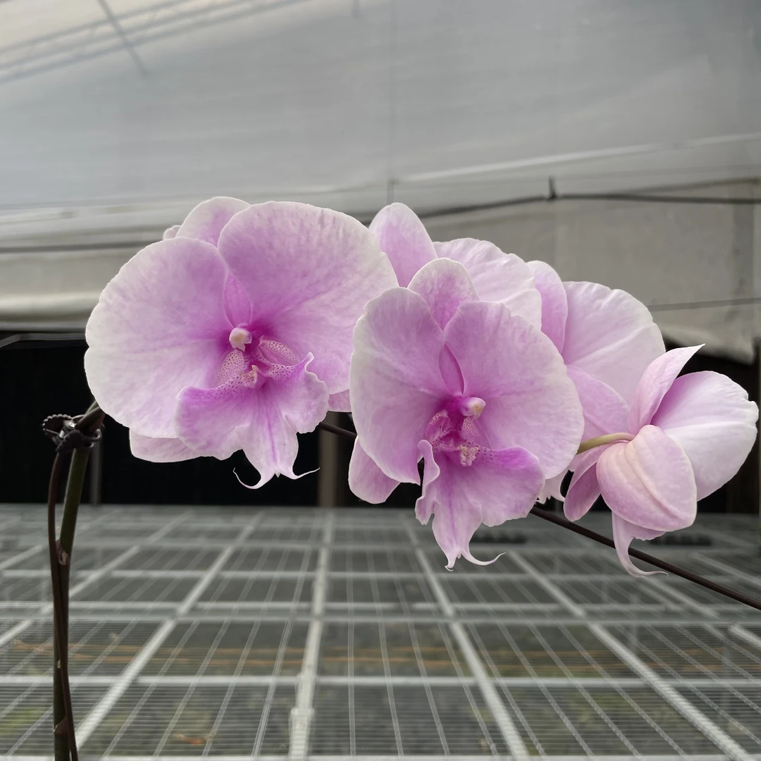 【秀新甄选】蝴蝶兰【迷雾花苞株】3.5寸无花带花苞 叶片瑕疵介意勿拍