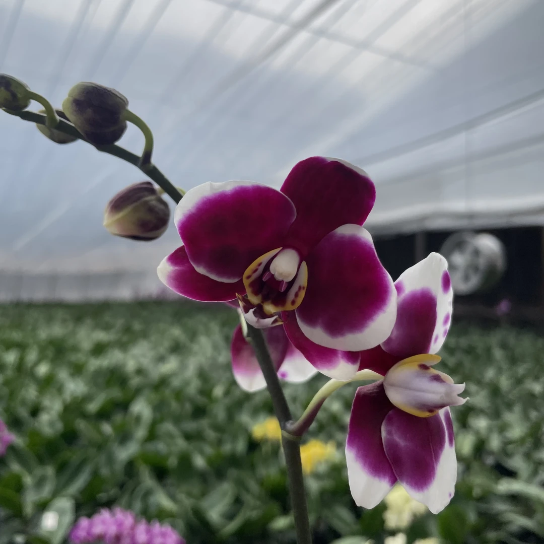 【秀新甄选】蝴蝶兰【巧克力】2.8寸瑕疵花后苗 无任何售后介意勿拍