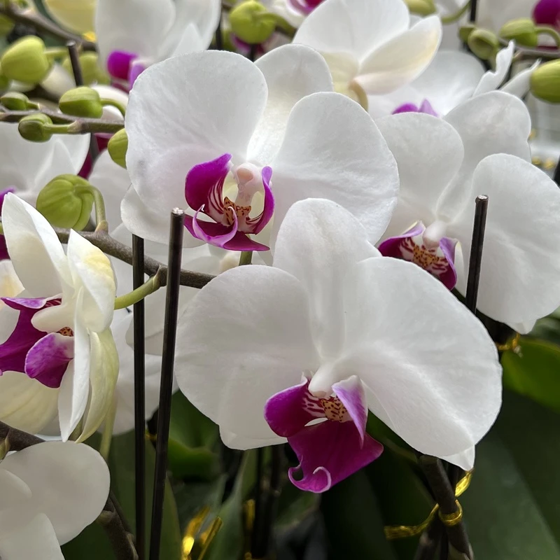 【秀新甄选】蝴蝶兰【雪玉】3.0寸带花带花苞发货 高档花卉