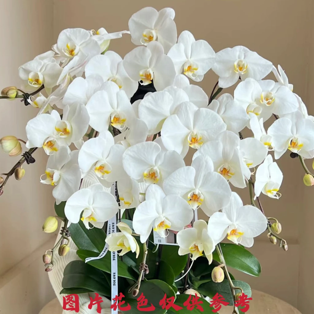 【秀新甄选】蝴蝶兰【大白V3花苞株】3.5寸无花带苞 叶片瑕疵介意勿拍