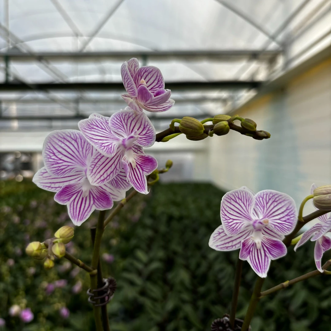 【秀新甄选】蝴蝶兰【小可爱】2.8寸带花带花苞发货 高档花卉
