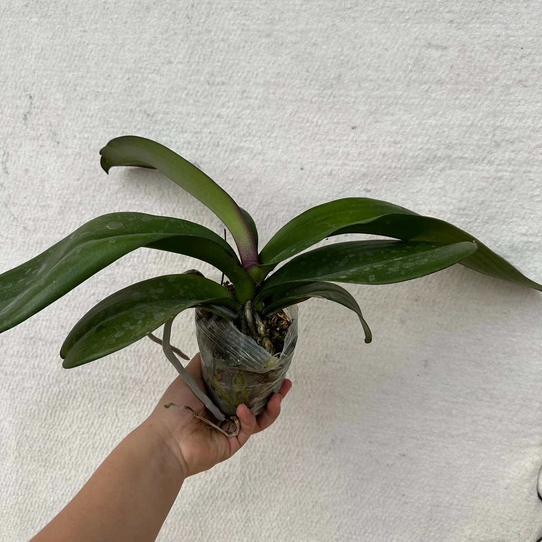 蝴蝶兰花后苗一颗