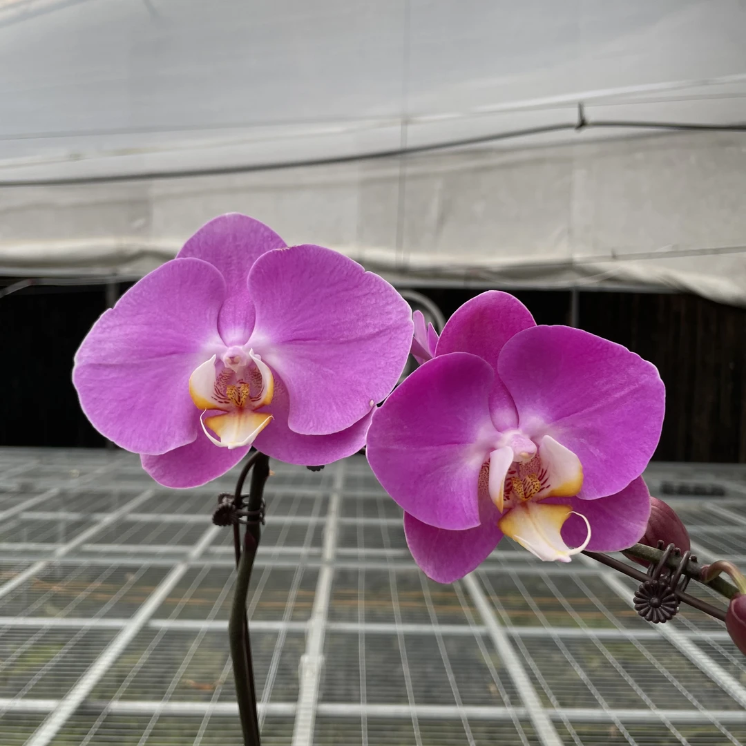 【秀新甄选】蝴蝶兰【粉宝图】3.5寸单剑带花带花苞保8个发货高档花卉
