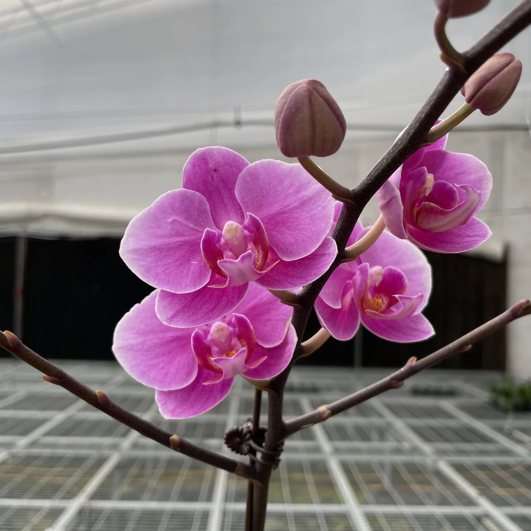 【秀新甄选】蝴蝶兰【骄阳/LL29】3.0寸带花带花苞带侧枝发货高档花卉