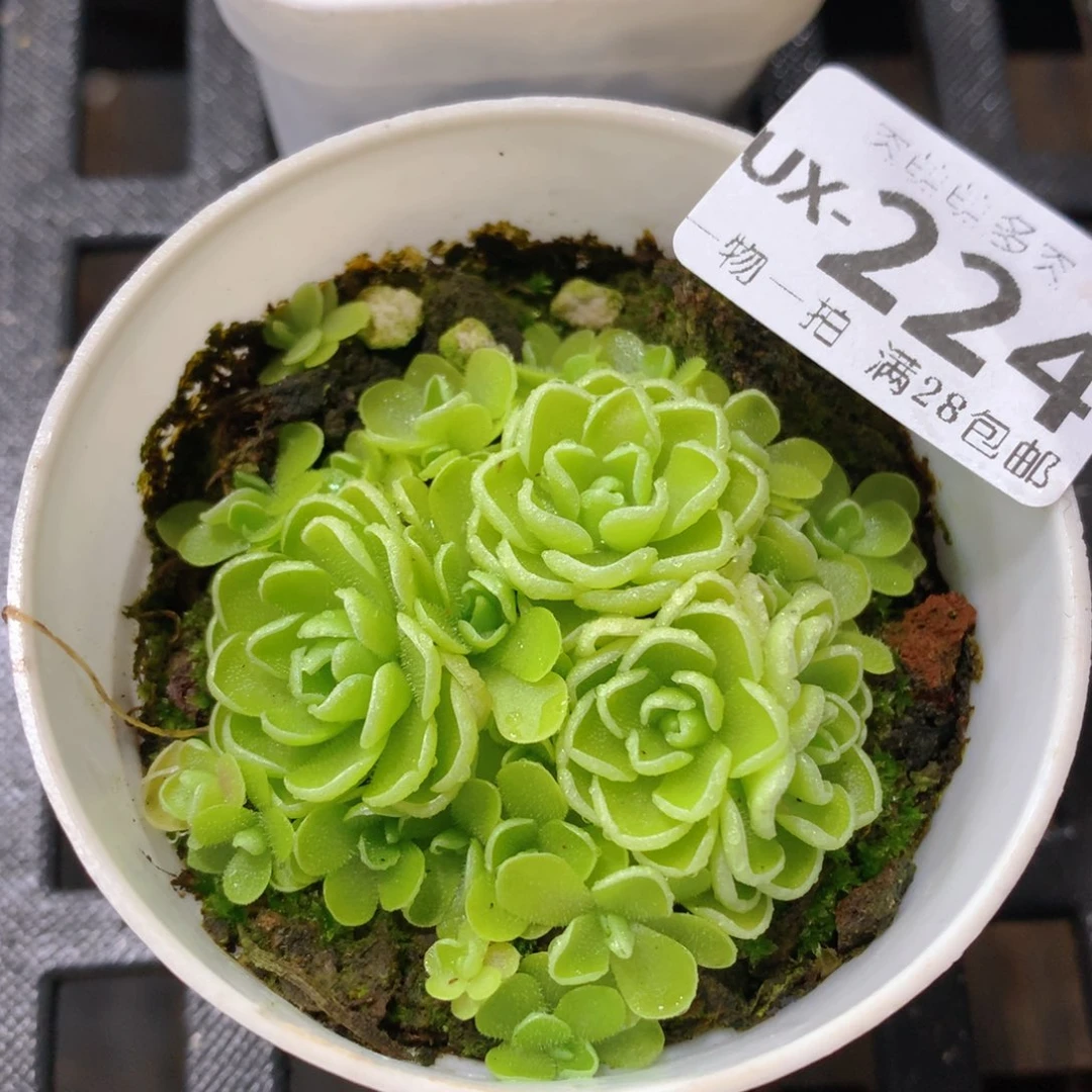 肉萌萌拇指盆多肉UX224