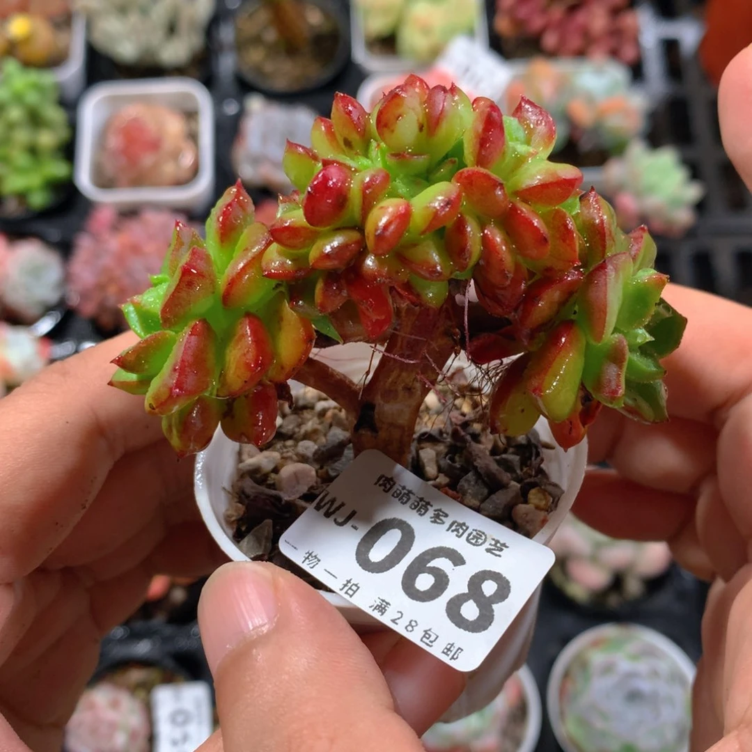 5CM拇指盆精控多肉WJ068