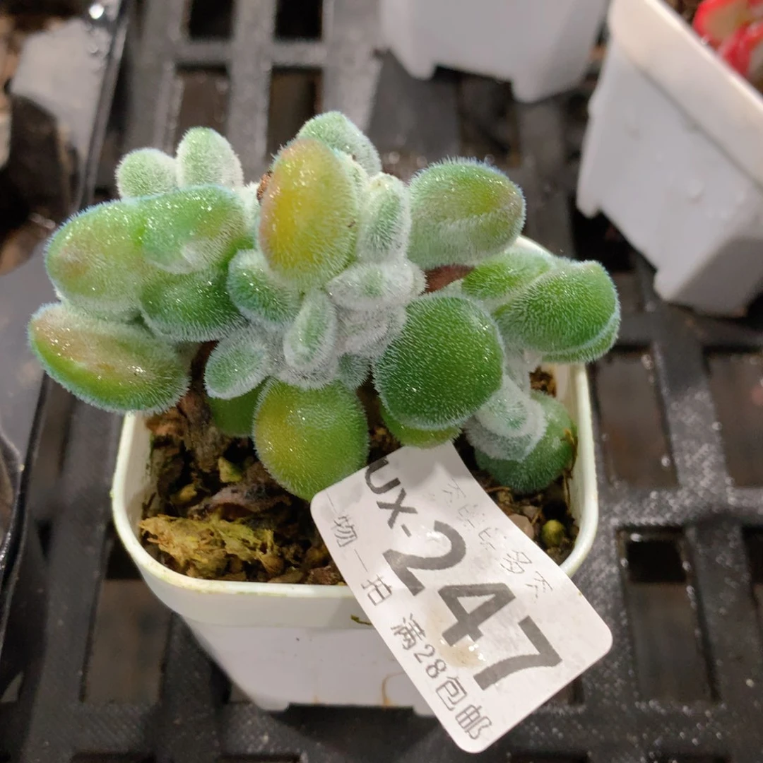 肉萌萌拇指盆多肉UX247